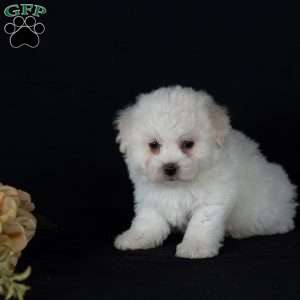Titan (Mini), Bichon Frise Puppy